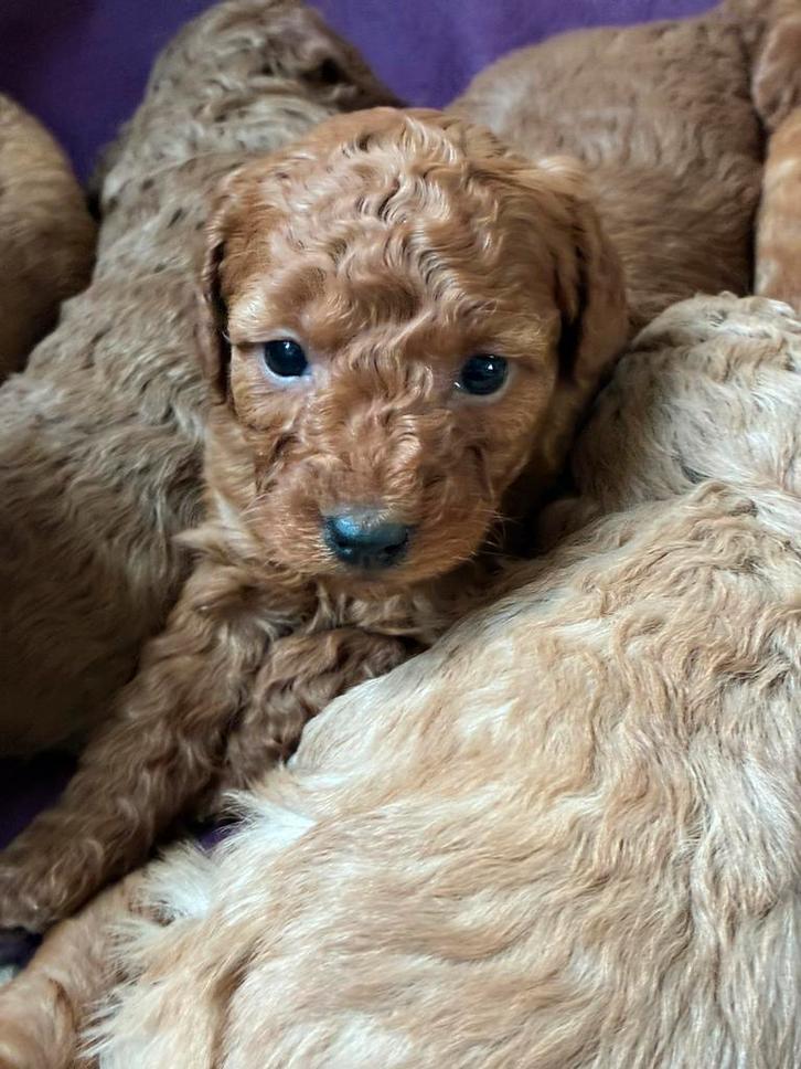 Mini labradoodle pups te koop!, Dieren en Toebehoren, Honden | Chihuahua's en Gezelschapshonden, Meerdere dieren, Overige rassen