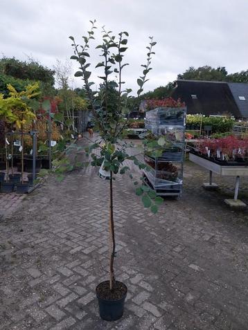 Kweepeer Boom Halfstam - Prachtige Tuinboom beschikbaar voor biedingen
