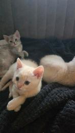 Mooi en lieve britse korthaar kitten., Dieren en Toebehoren, Katten en Kittens | Raskatten | Korthaar, Meerdere dieren