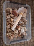 Partij schelpen, Ophalen of Verzenden, Schelp(en)