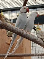 Bewezen koppel halsband parkieten, Dieren en Toebehoren, Vogels | Parkieten en Papegaaien, Meerdere dieren, Parkiet