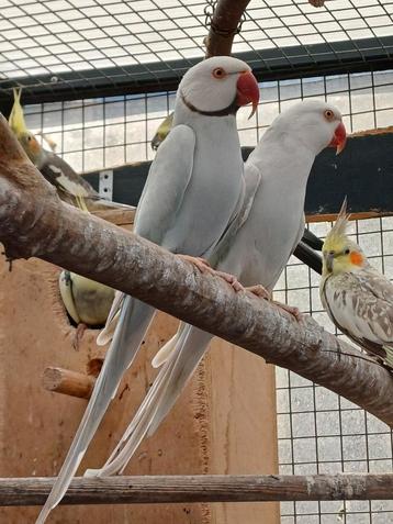 Bewezen koppel halsband parkieten beschikbaar voor biedingen