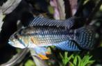 Apistogramma juruensis - Koidream Valburg