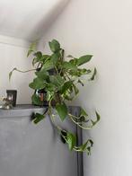 Scindapsus Aureum, Huis en Inrichting, Kamerplanten, Ophalen, Overige soorten, Minder dan 100 cm