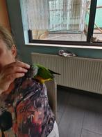 Tamme bonte boer. (senegalpapegaai), Dieren en Toebehoren, Geslacht onbekend, Papegaai, Pratend