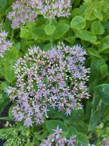 Sedum spectabile Brilliant - vaste plant beschikbaar voor biedingen