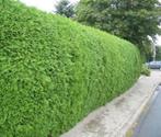 TE KOOP: Coniferen haag, Tuin en Terras, Ophalen of Verzenden, Conifeer, 100 tot 250 cm