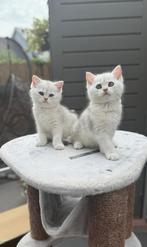 Britse Korthaar katertjes in puur wit, Dieren en Toebehoren, Katten en Kittens | Raskatten | Korthaar, Kater, Ontwormd, 0 tot 2 jaar