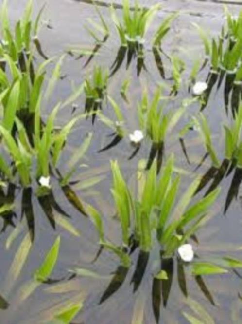 Krabbescheer - zuurstofplant, Tuin en Terras, Vijver-toebehoren, Nieuw, Overige typen, Ophalen