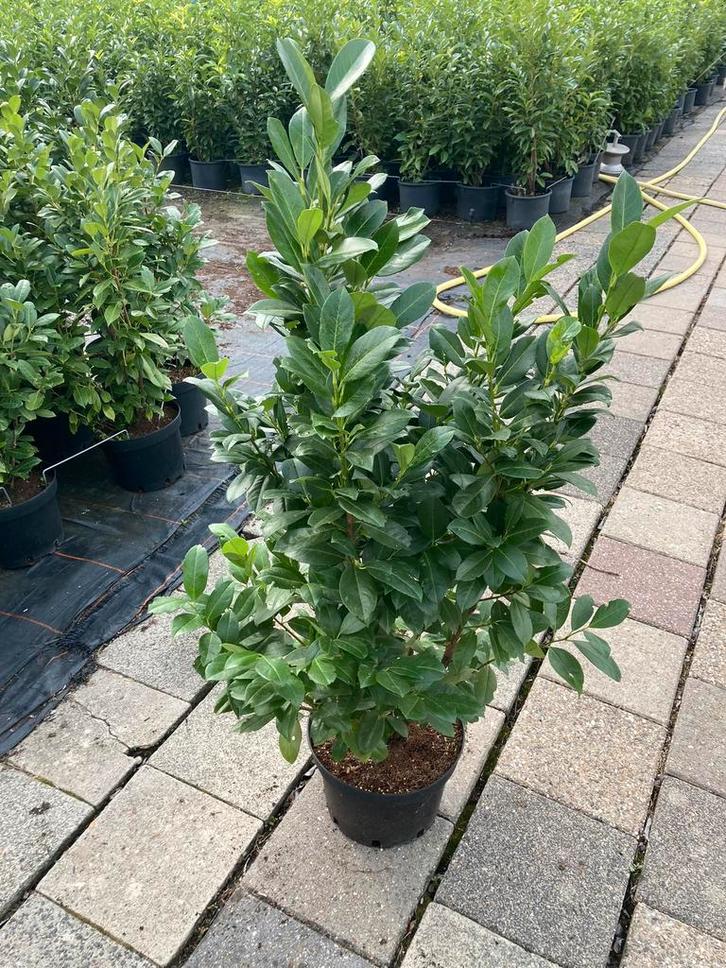 De nieuwe haag! Obelisk laurier €10.-, Tuin en Terras, Planten | Struiken en Hagen, Laurier, 250 cm of meer, Ophalen of Verzenden