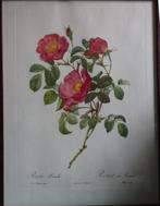 Originele Litho's van Redoute's rozen begin 1950, Ophalen