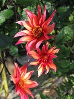 Zaden Dahlia Waltzing Mathilda, Tuin en Terras, Bloembollen en Zaden, Ophalen of Verzenden, Voorjaar, Volle zon, Zaad