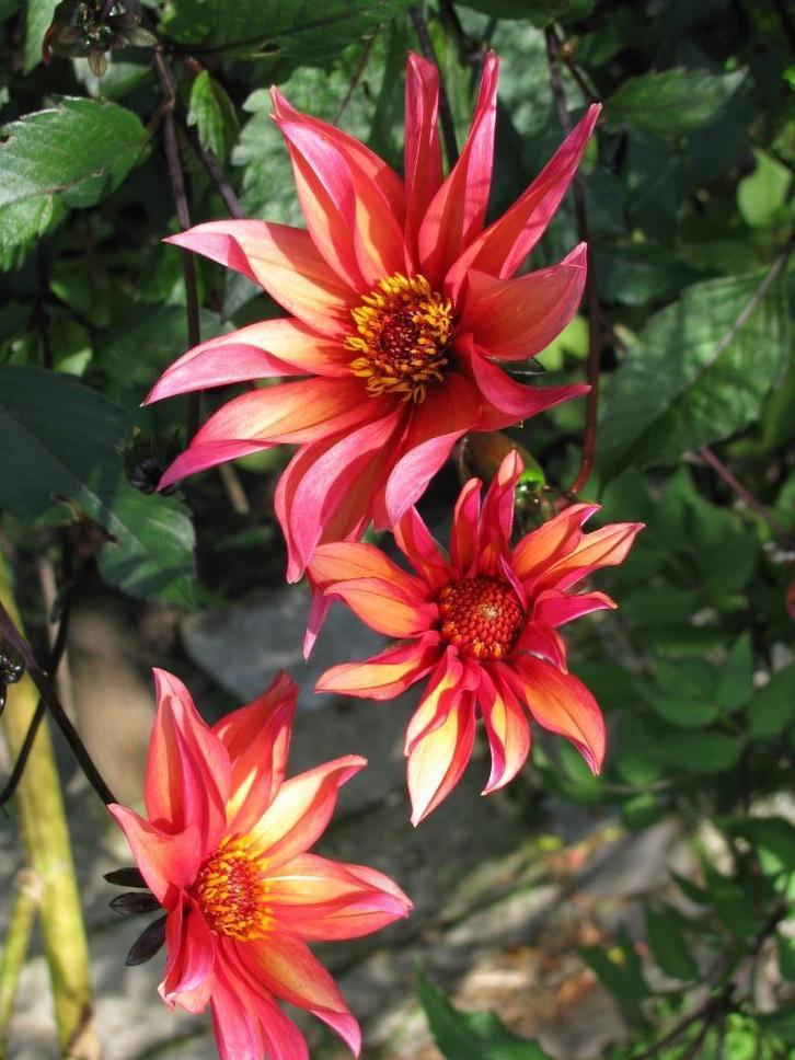 Zaden Dahlia Waltzing Mathilda, Tuin en Terras, Bloembollen en Zaden, Zaad, Voorjaar, Volle zon, Ophalen of Verzenden