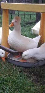 6 Oud-Hollandse kuifeenden, Dieren en Toebehoren, Pluimvee, Geslacht onbekend, Eend