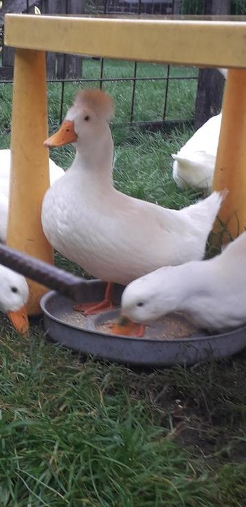 6 Oud-Hollandse kuifeenden beschikbaar voor biedingen