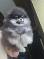 Micro pomeriaan BLUE TAN, Dieren en Toebehoren, Particulier, Rabiës (hondsdolheid), 8 tot 15 weken, Buitenland