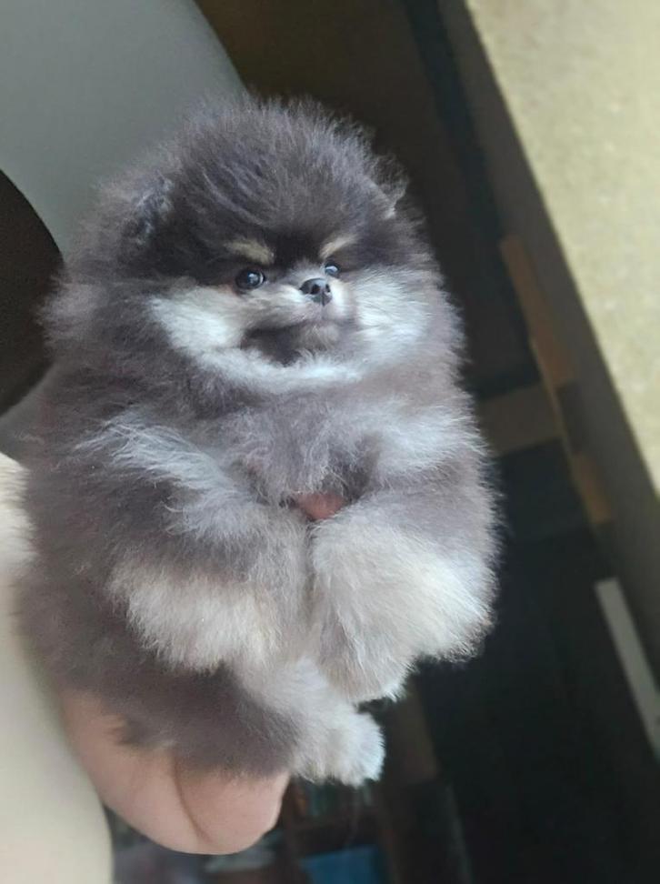 Micro pomeriaan BLUE TAN, Dieren en Toebehoren, Honden | Poolhonden, Keeshonden en Oertypen, Reu, Overige rassen, Particulier