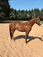 Welsh pony, Dieren en Toebehoren, Pony's, Merrie, Onbeleerd, B pony (1.17m tot 1.27m), 3 tot 6 jaar