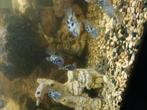 Cichlides  25 stuks, Dieren en Toebehoren
