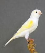 Te Koop : koppel gele mozaïek kanaries. Overjarige vogels, Dieren en Toebehoren, Vogels | Kanaries, Meerdere dieren, Kleurkanarie