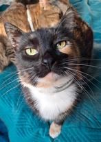 MINOUSH 3jr. Aanhankelijk/kroeler/rustig, Dieren en Toebehoren, Katten en Kittens | Overige Katten, Poes, Kortharig, 3 tot 5 jaar