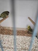 Groene blackface parkieten, Dieren en Toebehoren, Vogels | Parkieten en Papegaaien, Meerdere dieren, Parkiet