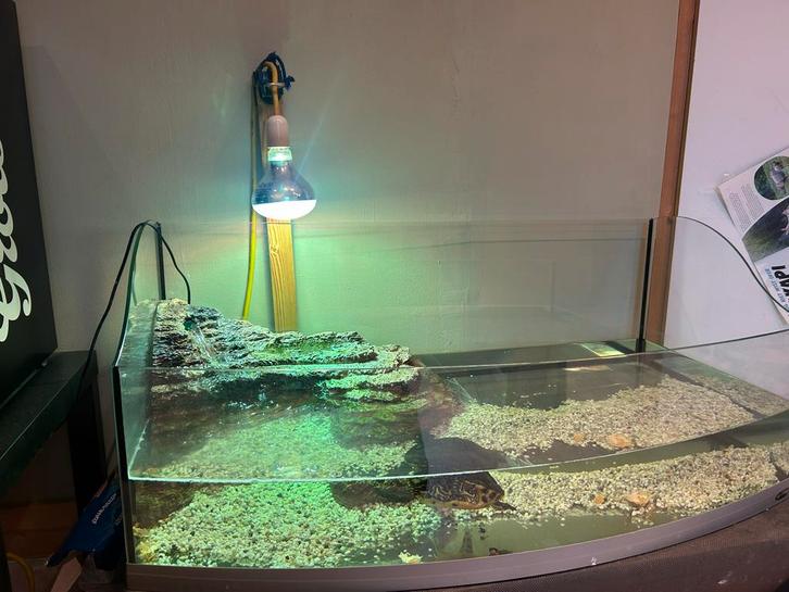 Geelwang waterschildpad met bak