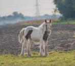 Prachtig groot Tinker/irish cob merrie veulen, Dieren en Toebehoren, Paarden, Merrie, 0 tot 2 jaar