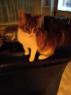 Gratis lapjeskat., Dieren en Toebehoren, Katten en Kittens | Overige Katten, Poes