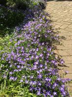 Campanula Klokjesbloem, Vaste plant, Bodembedekkers, Ophalen of Verzenden, Lente