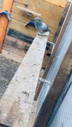 4 jonge postduiven te koop, Dieren en Toebehoren, Vogels | Duiven, Geslacht onbekend, Postduif