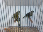 Zwartkobaltgeel kanaries, Dieren en Toebehoren, Meerdere dieren, Kleurkanarie