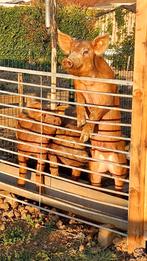 Tamworth x duroc varkens, Dieren en Toebehoren, Meerdere dieren, Varken, 0 tot 2 jaar