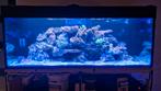 Gezocht* zoutwater vissen en koralen, zeeaquarium, Dieren en Toebehoren, Overige typen, Zoutwatervis