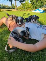 Lieve, leuke Boerenfox x Border collie pups, Dieren en Toebehoren, Honden | Herdershonden en Veedrijvers, 8 tot 15 weken, Collie