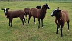 Stamboek Zwartbles Ooi-en Ramlammeren, Dieren en Toebehoren, Schapen, Geiten en Varkens, Meerdere dieren, Schaap, 0 tot 2 jaar