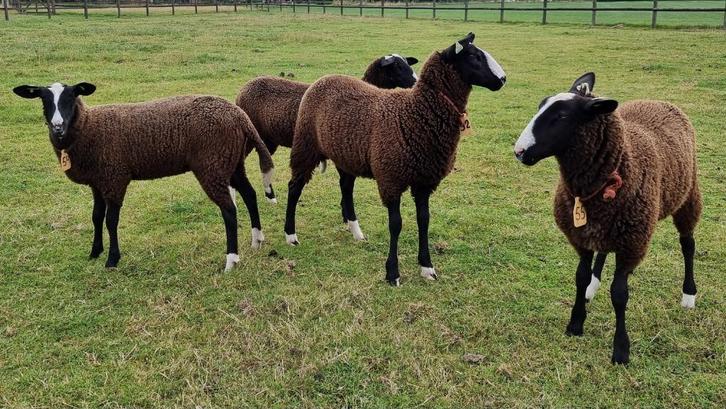 Stamboek Zwartbles Ooi-en Ramlammeren, Dieren en Toebehoren, Schapen, Geiten en Varkens, Schaap, Meerdere dieren, 0 tot 2 jaar