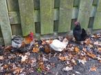 Trio serama's., Dieren en Toebehoren, Pluimvee, Meerdere dieren, Kip