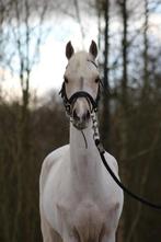 Prachtige c pony palomino, Dieren en Toebehoren, Pony's, Merrie, Met stamboom, 3 tot 6 jaar