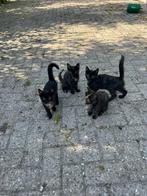 3 lieve kittens, Dieren en Toebehoren