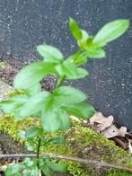 Winterjasmijn, Tuin en Terras, Planten | Tuinplanten, Ophalen, Volle zon, Vaste plant, Klimplanten