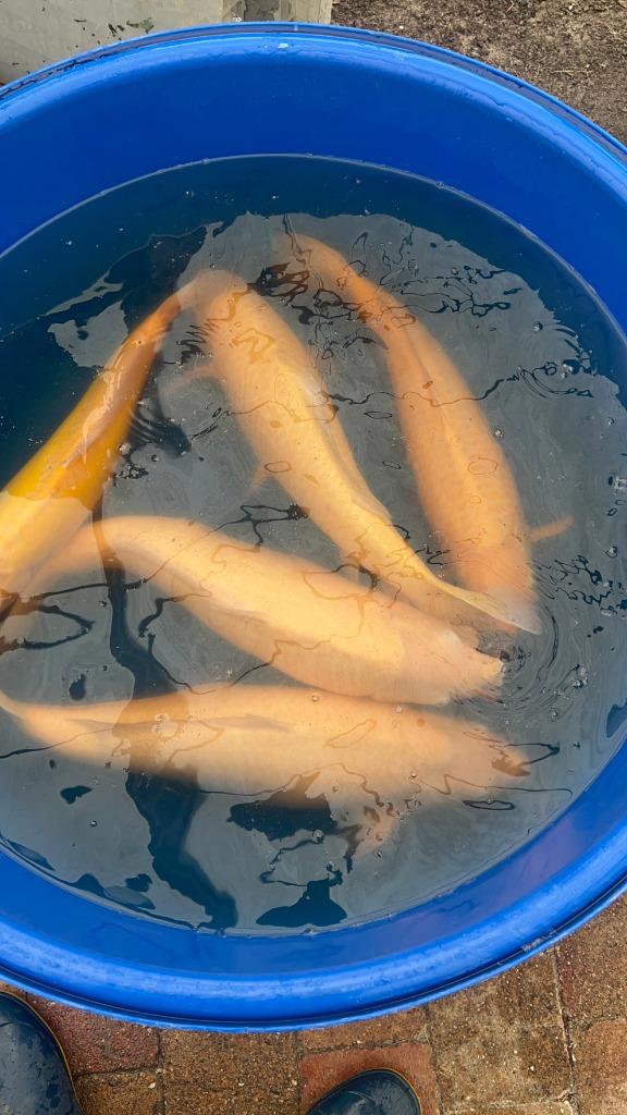 Tamme Jumbo Konishi karashigoi Yonsai Wagoi , Rode ogen!, Dieren en Toebehoren, Vissen | Vijvervissen, Karper of Koi