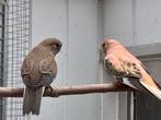 Bourke parkiet, Dieren en Toebehoren, Vogels | Parkieten en Papegaaien, Vrouwelijk, Parkiet