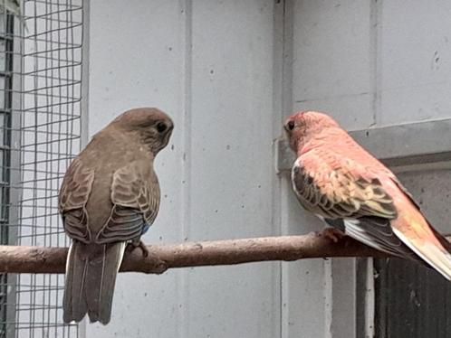 Bourke parkiet, Dieren en Toebehoren, Vogels | Parkieten en Papegaaien, Parkiet, Vrouwelijk