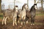 Leuke jonge hengsten, Dieren en Toebehoren, Pony's, Met stamboom, Niet van toepassing, 0 tot 2 jaar, Hengst