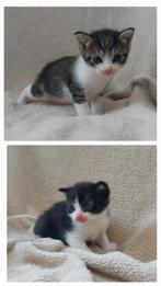 Nog 1 kitten beschikbaar, Meerdere dieren, Ontwormd