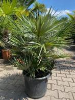 TE KOOP Chamaerops humilis dwergpalm, Volle zon, Vaste plant, Lente, Ophalen