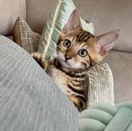Leuk bengaal poesje, Poes