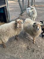 De mooie schapen, Dieren en Toebehoren, Schapen, Geiten en Varkens, Vrouwelijk, Schaap
