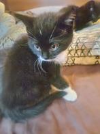 Kittens, Dieren en Toebehoren